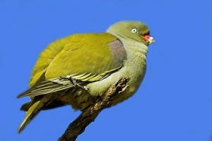 De groene Floresduif wordt bedreigd. Naar schatting zijn er minder dan 5000 over.