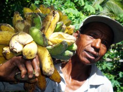 Een bananenboer op het eiland Flores (Oost-Nusa Tenggara)