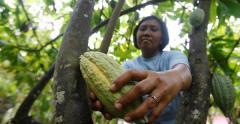 Een vrouw plukt een cacaovrucht in West-Sulawesi