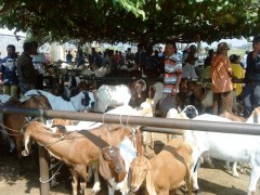 Geiten staan klaar voor het offerfeest in Medan (Noord-Sumatra)