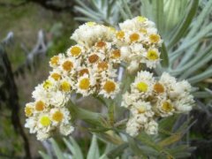 Javaanse edelweiss op de Gunung Gede.