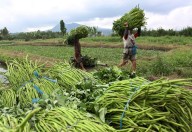 De oogst van waterspinazie in Noord-Sulawesi