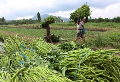 De oogst van waterspinazie in Noord-Sulawesi