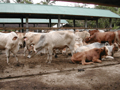 Een veehouderij op Lombok