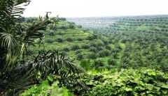 Uitgestrekte oliepalmplantages in Noord-Sumatra