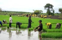 Een rijstveld in de buurt van Merauke