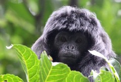 Zwarte Javaanse langoer bij de Gunung Gede