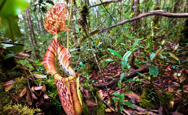 Een van de meest bijzondere planten in het Hart van Borneo is de vleesetende bekerplant. Deze planten leven door het eten van insecten. Dit soort planten, van de familie 'Nepenthes', komt alleen voor in Zuidoost-Azië.