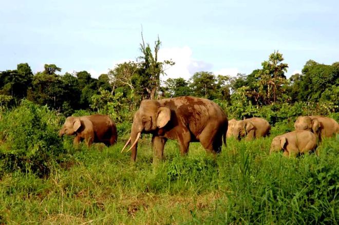 De Borneodwergolifant is een van de drie overgebleven soorten Aziatische olifanten.