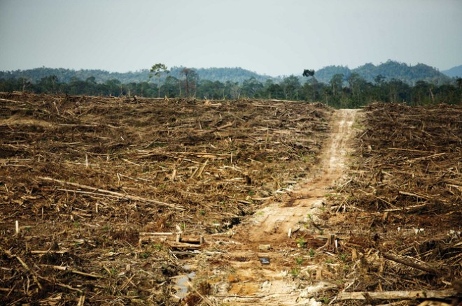 In 1950 was bijna het gehele eiland Borneo bedekt met oerwouden. Van het bos is nog maar ongeveer een kwart over, vooral in het Hart van Borneo rond de Maleisisch-Indonesische grens. Deskundigen verwachten dat het eiland in 2020 voor ongeveer 90% ontbost is. Doelen van de ontbossing zijn de houtkap en de aanleg van akkers en plantages.