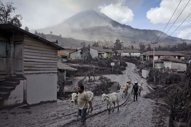 Dorpelingen proberen hun koeien in veiligheid te brengen voor het natuurgeweld.