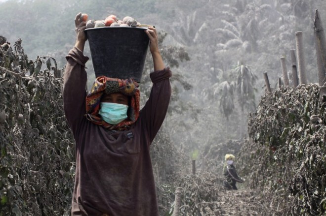 Boeren in de buurt van de Sinabungvulkaan oogsten tomaten, terwijl de plantage bedekt is door de as van de vulkaan (6 januari 2014).