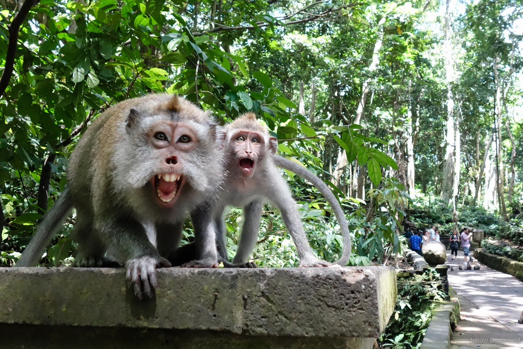 monkey-forest-ubud-bali