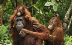 orang-oetans-bukit-lawang