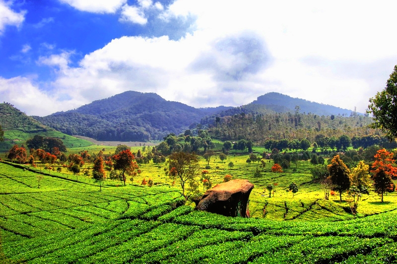 theeplantage-ciwidey