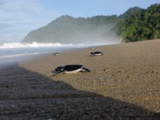 ujung-genteng-schildpad