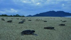 schildpadden-sukamade