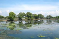 Viskwekerij Sidoarjo